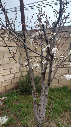 Satılır 4 otaqlı həyət evi/bağ evi 125 m², Albalılıq q., photo 10 from 11