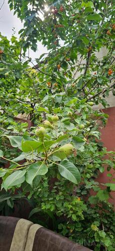 Продаётся 3-комн. дом/дача 150 м², пос. Бина, photo 20 from 27