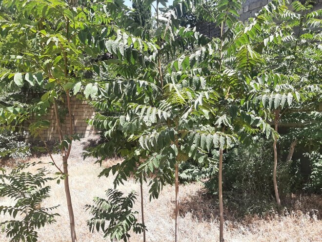 Satılır  torpaq 3 sot, Gənclik m., photo 6 from 7