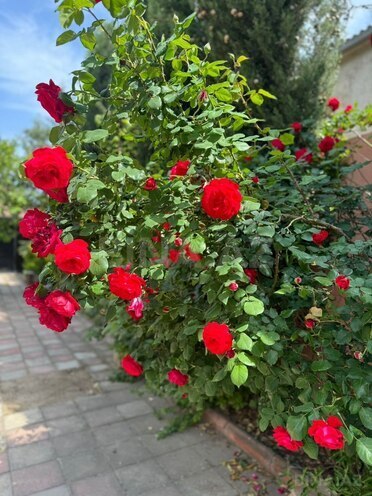 Satılır 4 otaqlı həyət evi/bağ evi 192 m², Binəqədi r., photo 13 from 26