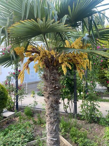 Продаётся 6-комн. дом/дача 450 м², пос. Ази Асланова, photo 24 from 28