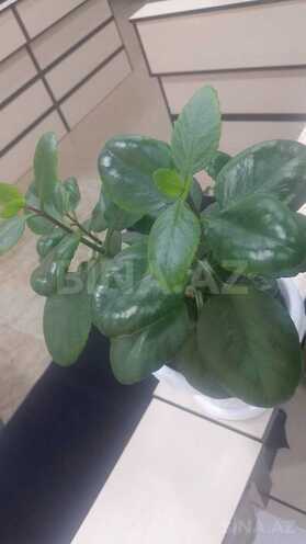 Сдаётся 3-комн. вторичка 124 м², м. Ахмедлы, photo 13 from 14