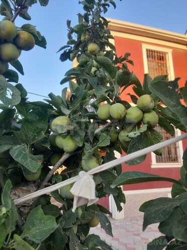 Продаётся 6-комн. дом/дача 220 м², пос. Нардаран, photo 13 from 14