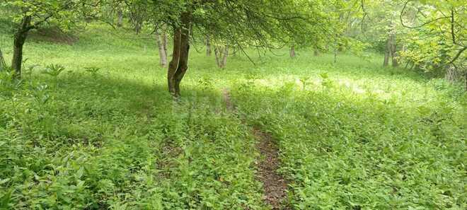 Satılır  torpaq 30 sot, photo 4 from 10