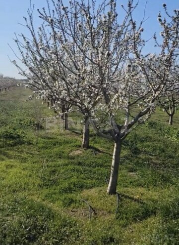 Продаётся  участок 3 200 сот, photo 3 from 4