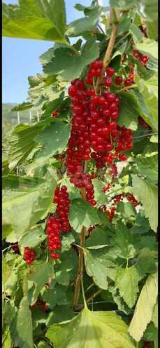 Продаётся  участок 1 000 сот, photo 4 from 14