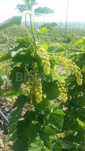 Продаётся  участок 1 000 сот, photo 6 from 14