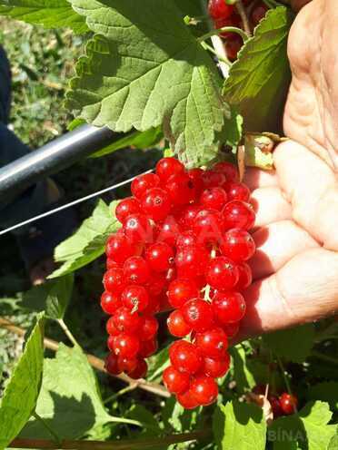 Продаётся  участок 1 000 сот, photo 5 from 14