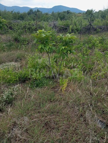 Satılır  torpaq 38 sot, photo 6 from 7