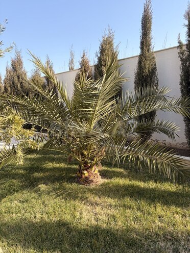 İcarəyə verilir 4 otaqlı həyət evi/bağ evi 120 m², Mərdəkan q., photo 8 from 32