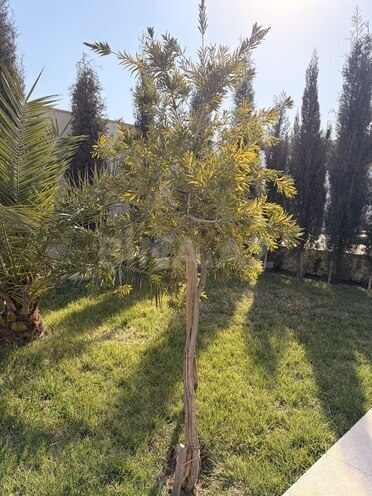 İcarəyə verilir 4 otaqlı həyət evi/bağ evi 120 m², Mərdəkan q., photo 9 from 32