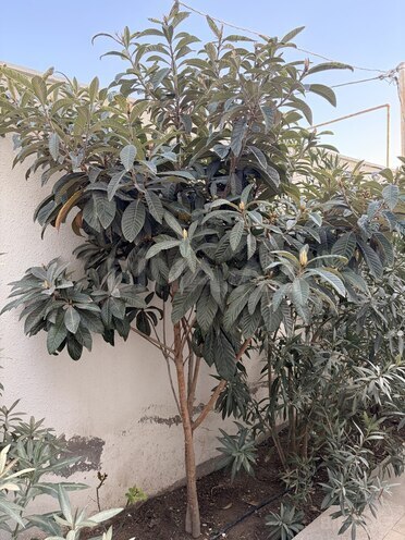 İcarəyə verilir 4 otaqlı həyət evi/bağ evi 120 m², Mərdəkan q., photo 10 from 32