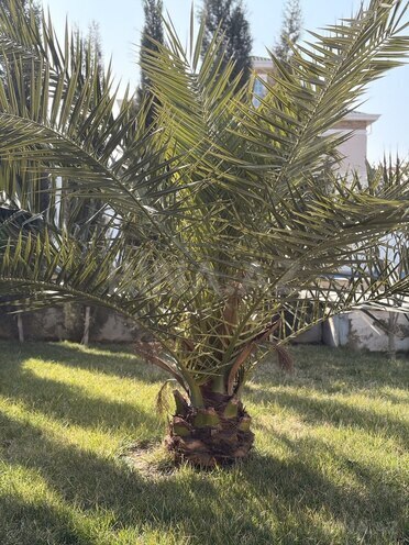 İcarəyə verilir 4 otaqlı həyət evi/bağ evi 120 m², Mərdəkan q., photo 19 from 32