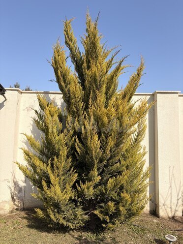 İcarəyə verilir 4 otaqlı həyət evi/bağ evi 120 m², Mərdəkan q., photo 20 from 32