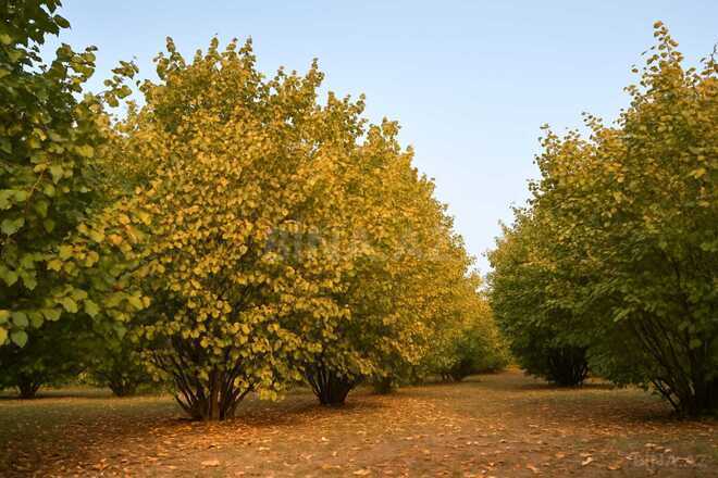 Продаётся  участок 55 сот, photo 3 from 6