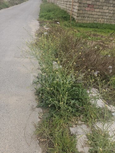 Satılır  torpaq 4 sot, Şüvəlan q., photo 4 from 7