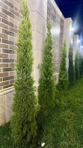 Satılır 4 otaqlı həyət evi/bağ evi 130 m², Albalılıq q., photo 20 from 30