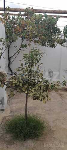 Продаётся 3-комн. дом/дача 116 м², пос. Сабунчи , photo 27 from 32