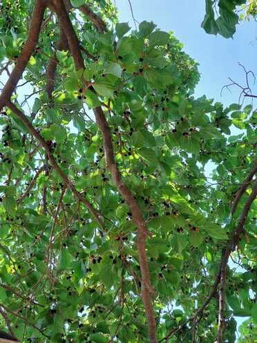 Продаётся  участок 150 сот, пос. Новханы, photo 1 from 22