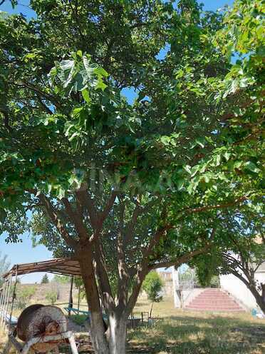 Продаётся  участок 150 сот, пос. Новханы, photo 19 from 22