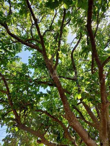 Продаётся  участок 150 сот, пос. Новханы, photo 4 from 22