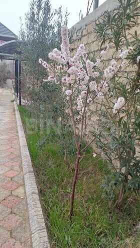 Satılır  torpaq 6 sot, Türkan q., photo 3 from 12