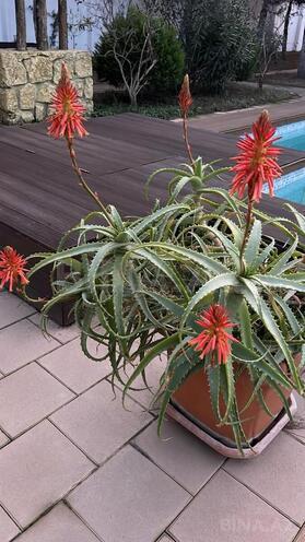 Продаётся 6-комн. дом/дача 260 м², пос. Мардакан, photo 6 from 11