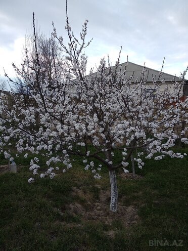 Satılır 2 otaqlı həyət evi/bağ evi 110 m², Novxanı q., photo 7 from 27