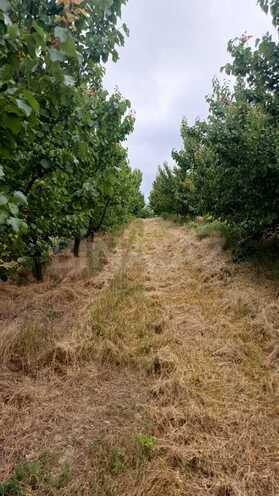 Satılır  torpaq 2 000 sot, photo 14 from 21