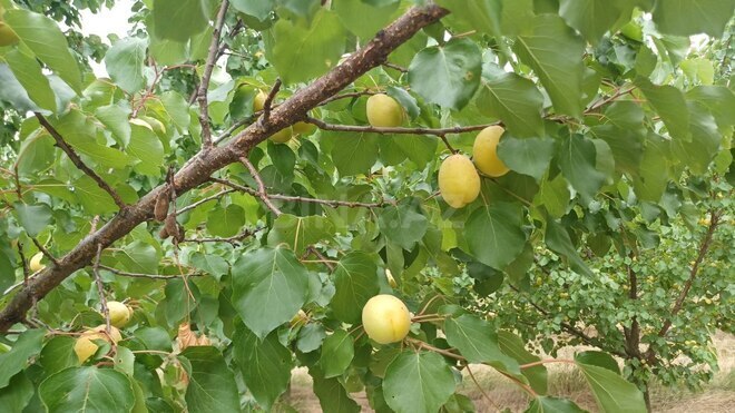 Satılır  torpaq 2 000 sot, photo 18 from 21