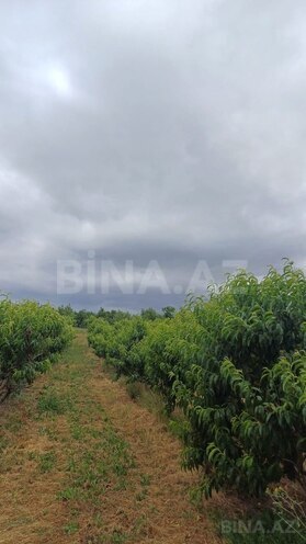 Satılır  torpaq 2 000 sot, photo 15 from 21