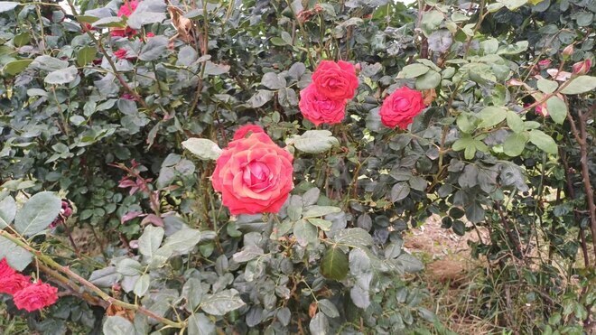 Satılır  torpaq 2 000 sot, photo 11 from 21