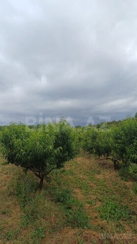 Satılır  torpaq 2 000 sot, photo 16 from 21