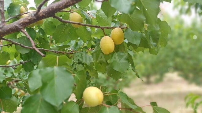 Satılır  torpaq 2 000 sot, photo 17 from 21