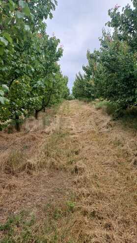 Satılır  torpaq 2 000 sot, photo 10 from 21