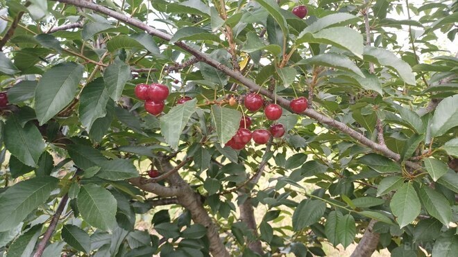 Satılır  torpaq 2 000 sot, photo 7 from 21