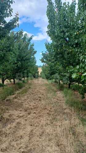 Satılır  torpaq 2 000 sot, photo 13 from 21