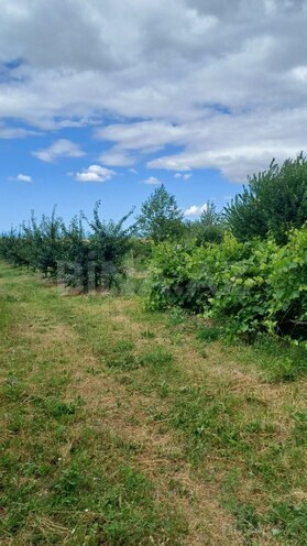 Satılır  torpaq 2 000 sot, photo 6 from 21