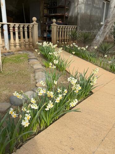 Продаётся 3-комн. дом/дача 100 м², пос. Мардакан, photo 22 from 24