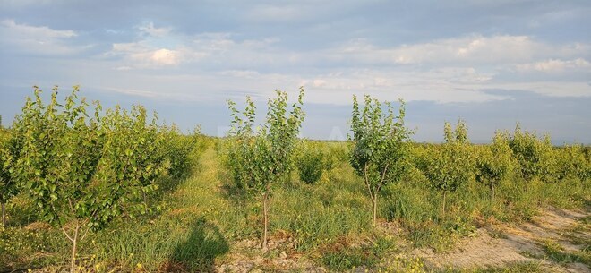 Satılır  torpaq 374 sot, photo 15 from 16