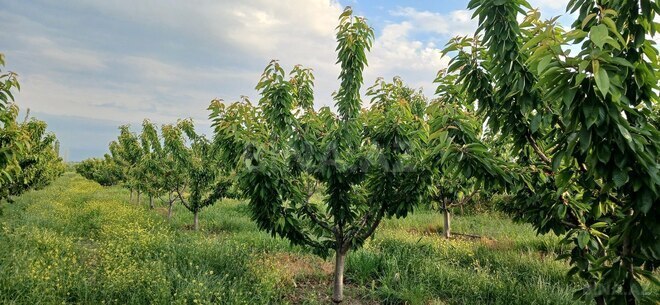 Satılır  torpaq 374 sot, photo 8 from 16