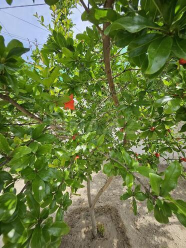 Продаётся 5-комн. дом/дача 300 м², Сабунчинский  р., photo 13 from 32