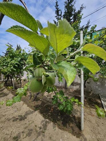 Продаётся 5-комн. дом/дача 300 м², Сабунчинский  р., photo 6 from 32