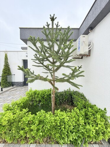 İcarəyə verilir 6 otaqlı həyət evi/bağ evi 350 m², Bilgəh q., photo 13 from 32