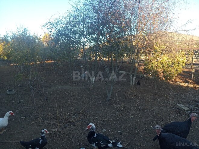 Satılır  torpaq 8 sot, Qala q., photo 3 from 7