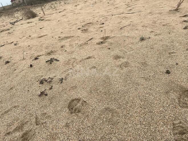 Продаётся  участок 6 сот, пос. Sea Breeze, photo 3 from 8