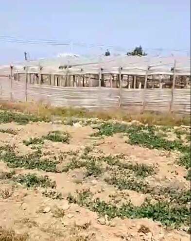 Satılır  torpaq 700 sot, Zirə q., photo 3 from 9