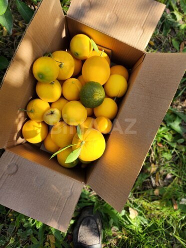 Продаётся 6-комн. дом/дача 180 м², photo 19 from 20