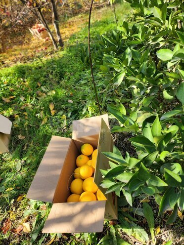 Продаётся 6-комн. дом/дача 180 м², photo 18 from 20