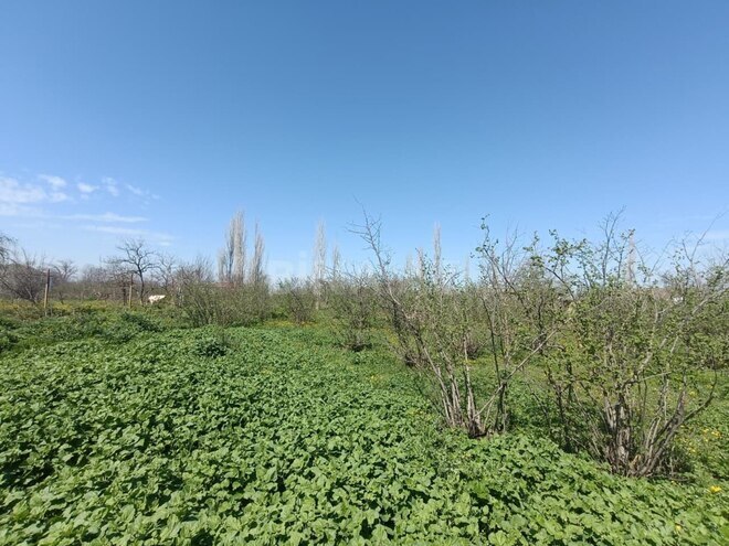 Продаётся  участок 18.5 сот, Хачмазский р., photo 1 from 7